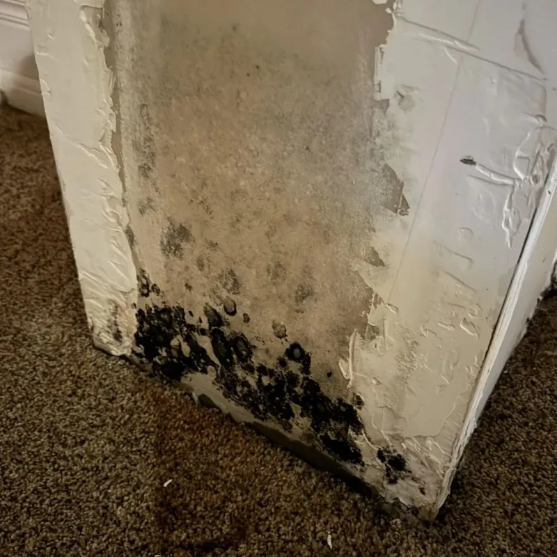 Professional Mold Removal in Davie County, NC